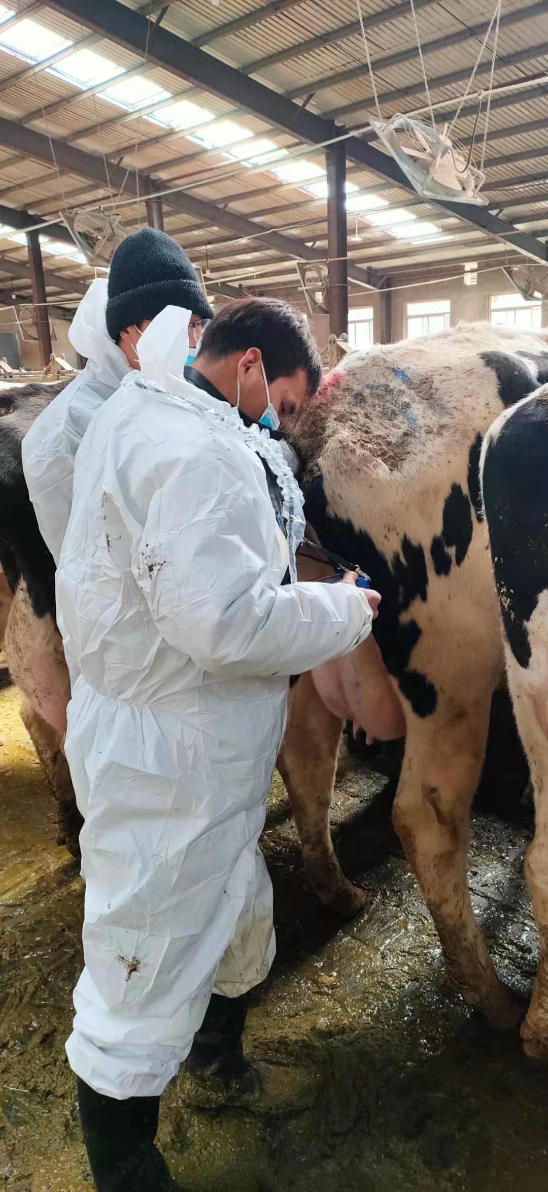 Hebei Chengde Cattle Farm BXL-v50 veterinary ultrasound instrument detection(图9)