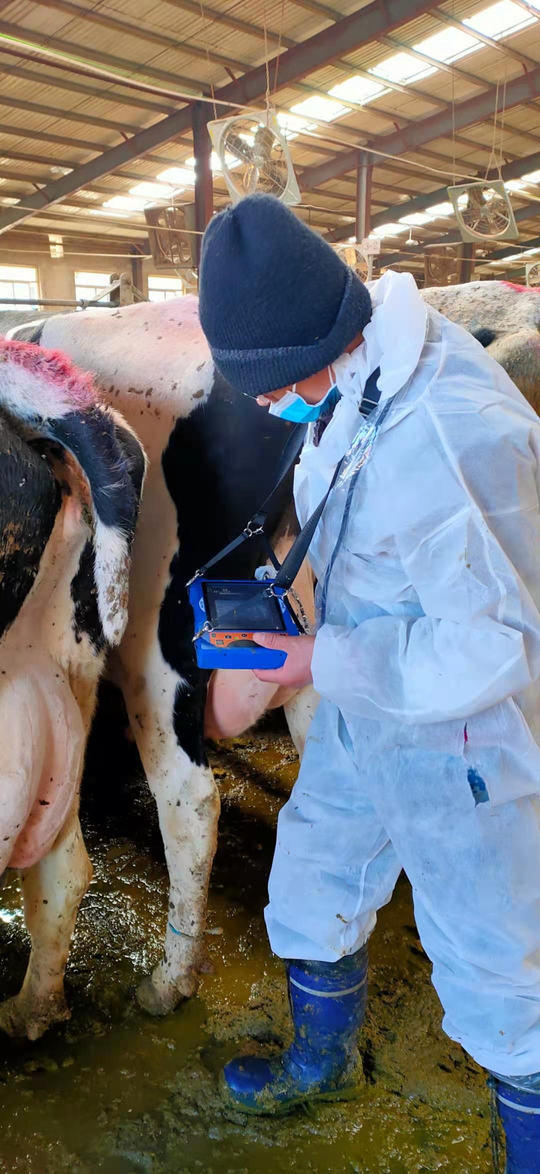 Hebei Chengde Cattle Farm BXL-v50 veterinary ultrasound instrument detection(图3)