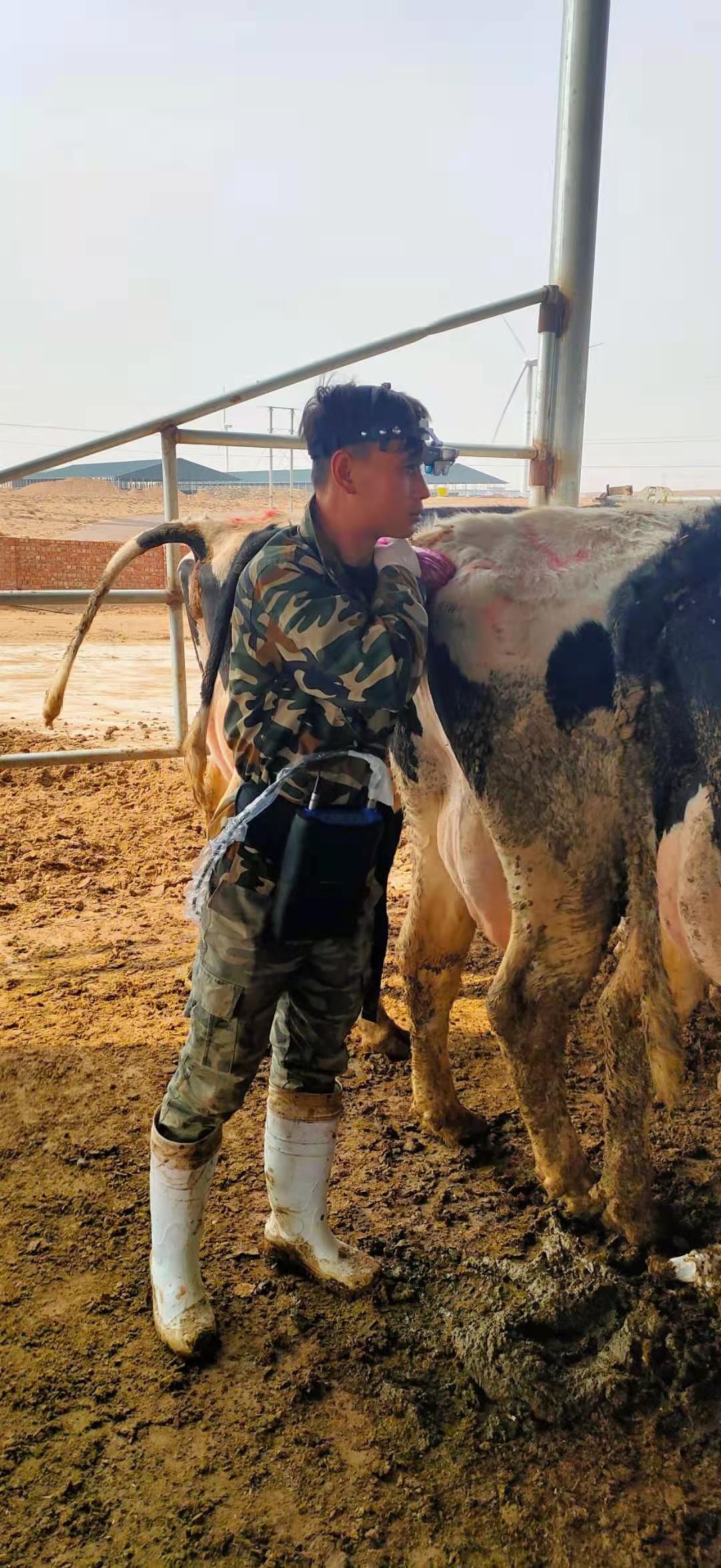 Ningxia cattle farm BXL-v60 veterinary ultrasound instrument detection(图2)