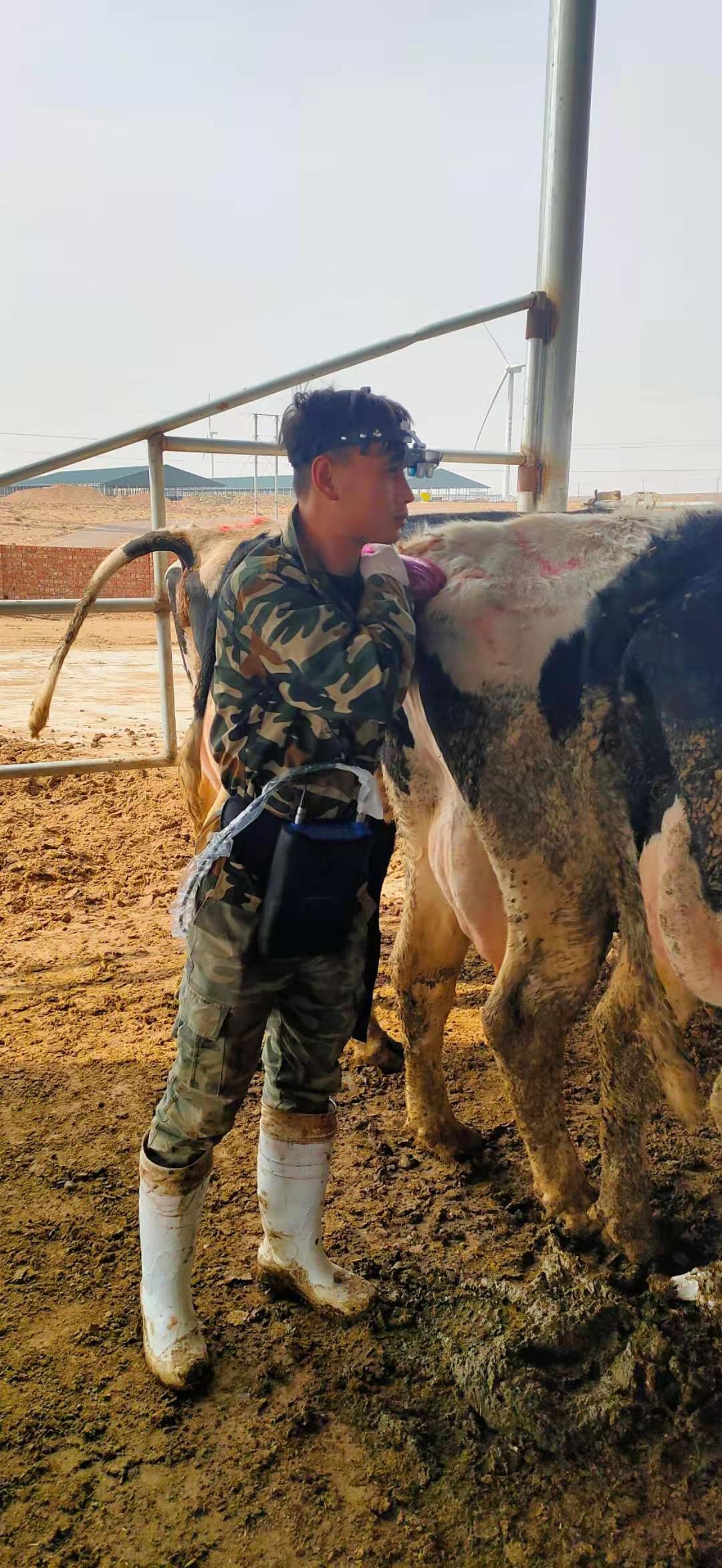 Ningxia cattle farm BXL-v60 veterinary ultrasound instrument detection(图4)