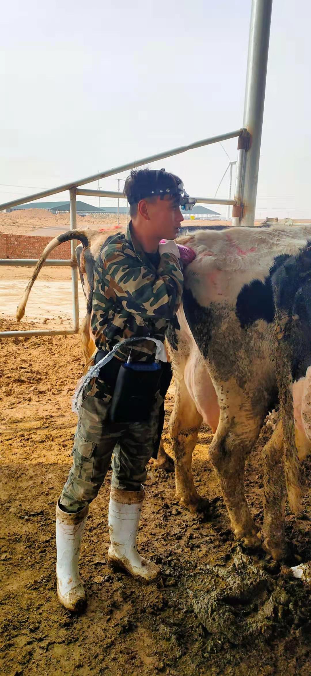 Ningxia cattle farm BXL-v60 veterinary ultrasound instrument detection(图5)