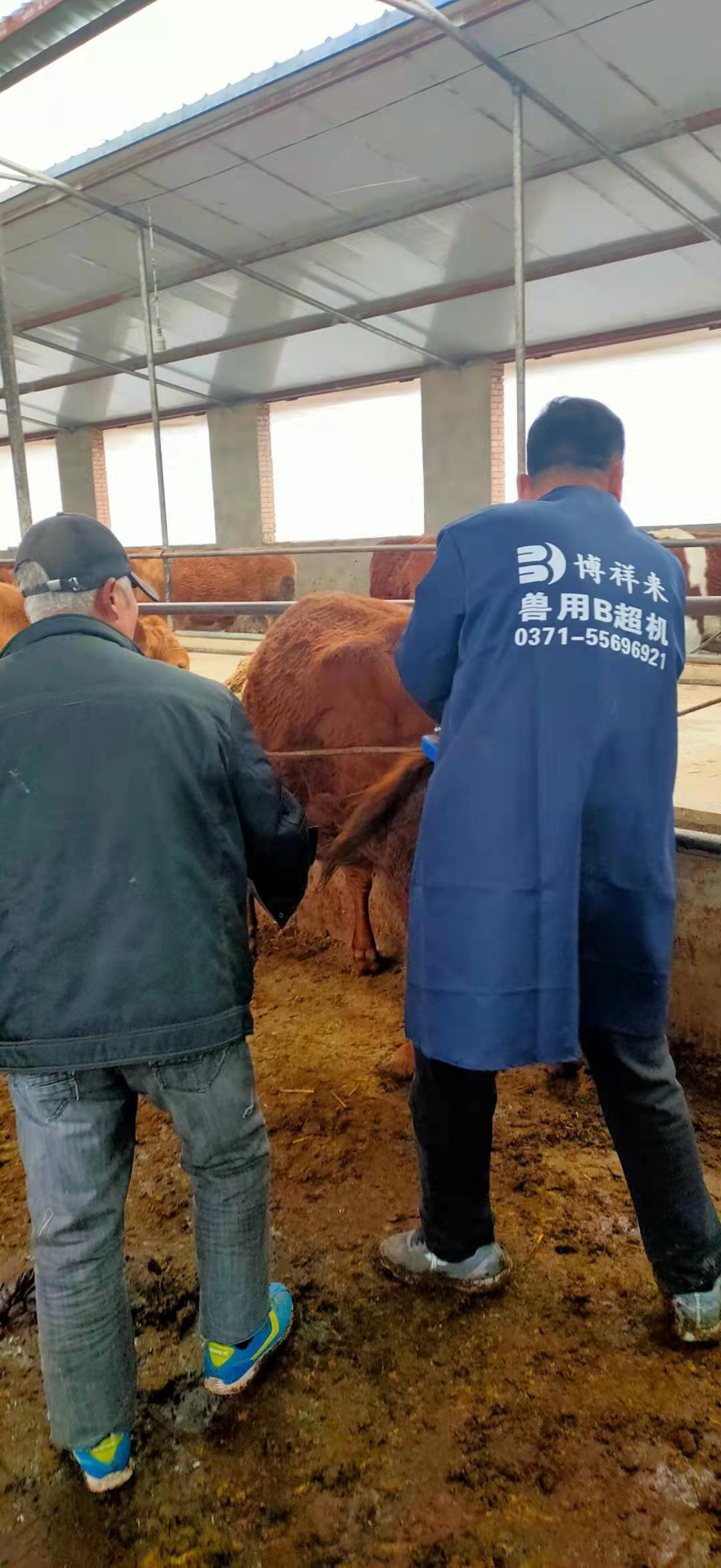 Gansu beef farm BXL-v50 veterinary ultrasound instrument detection(图1)