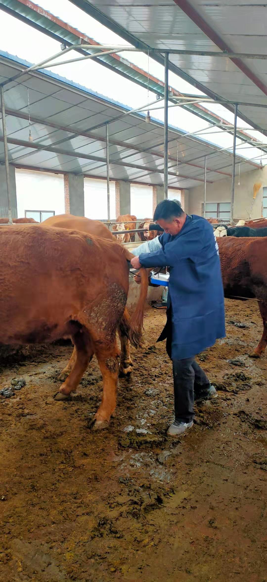 Gansu beef farm BXL-v50 veterinary ultrasound instrument detection(图7)