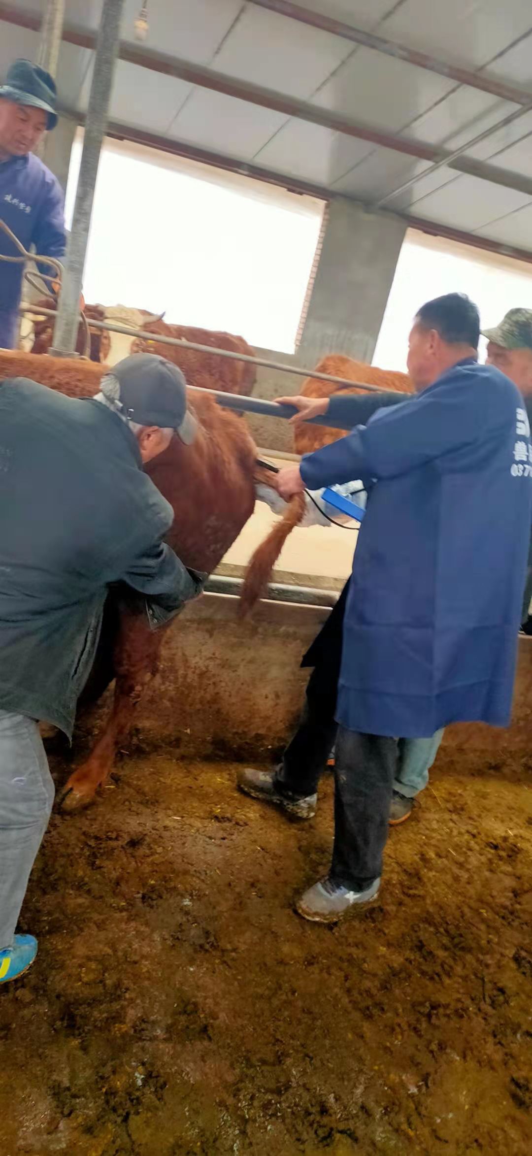 Gansu beef farm BXL-v50 veterinary ultrasound instrument detection(图3)