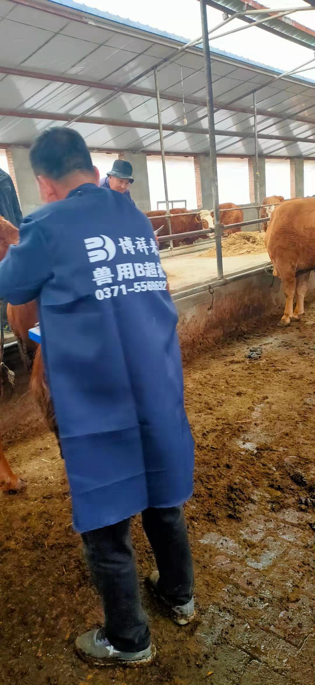 Gansu beef farm BXL-v50 veterinary ultrasound instrument detection(图5)