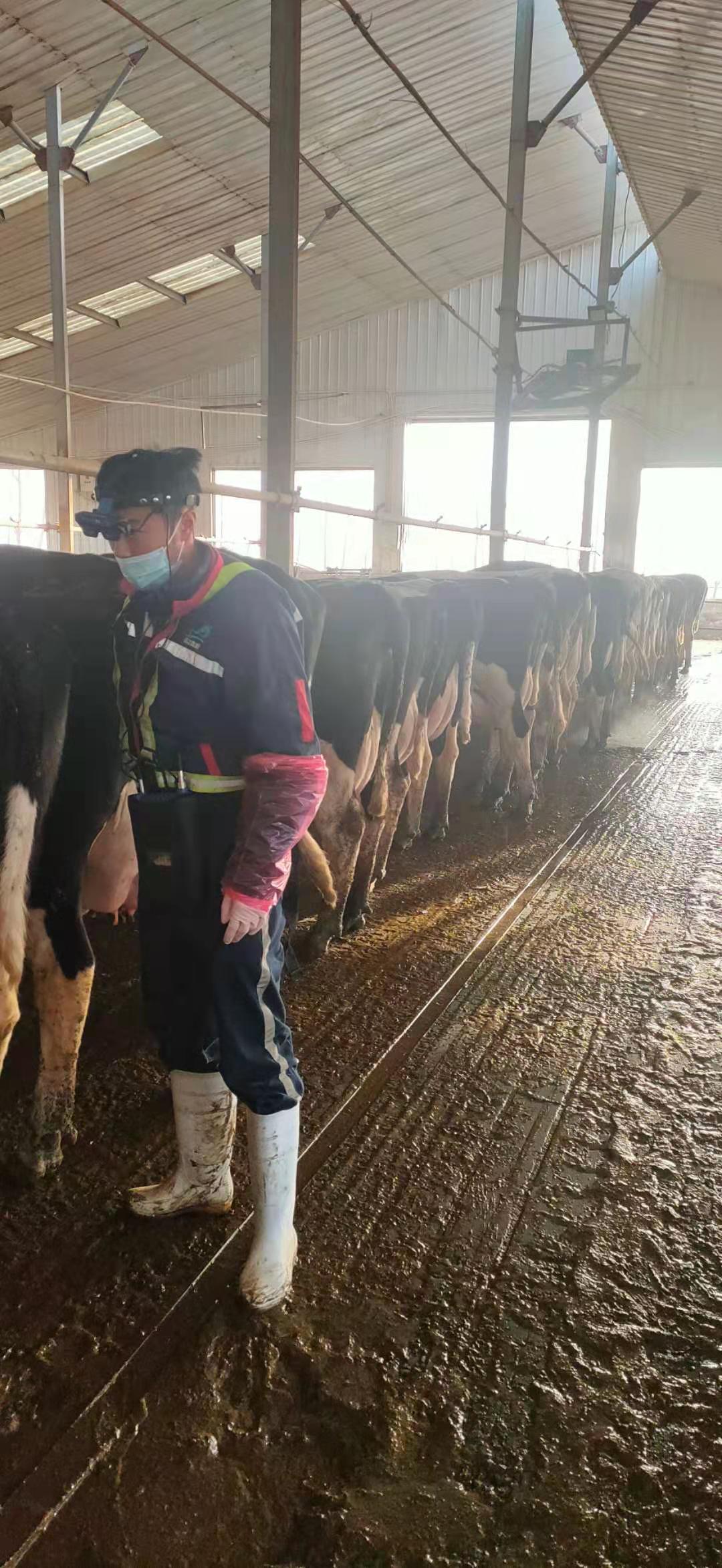 BXL-v60 veterinary ultrasound instrument detection in a cattle farm of a group in Inner Mongolia(图1)