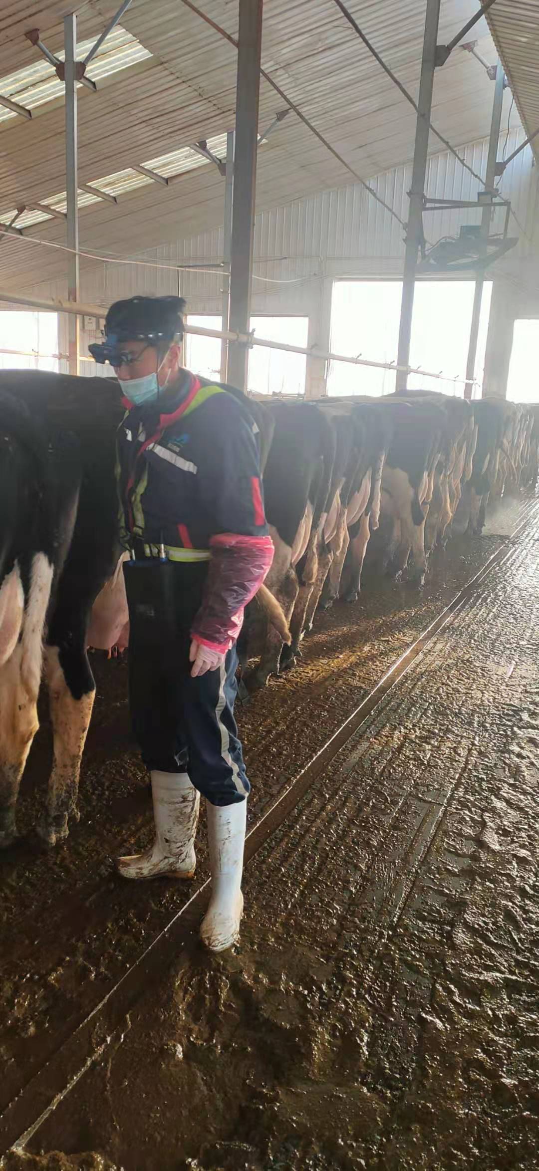 BXL-v60 veterinary ultrasound instrument detection in a cattle farm of a group in Inner Mongolia(图2)