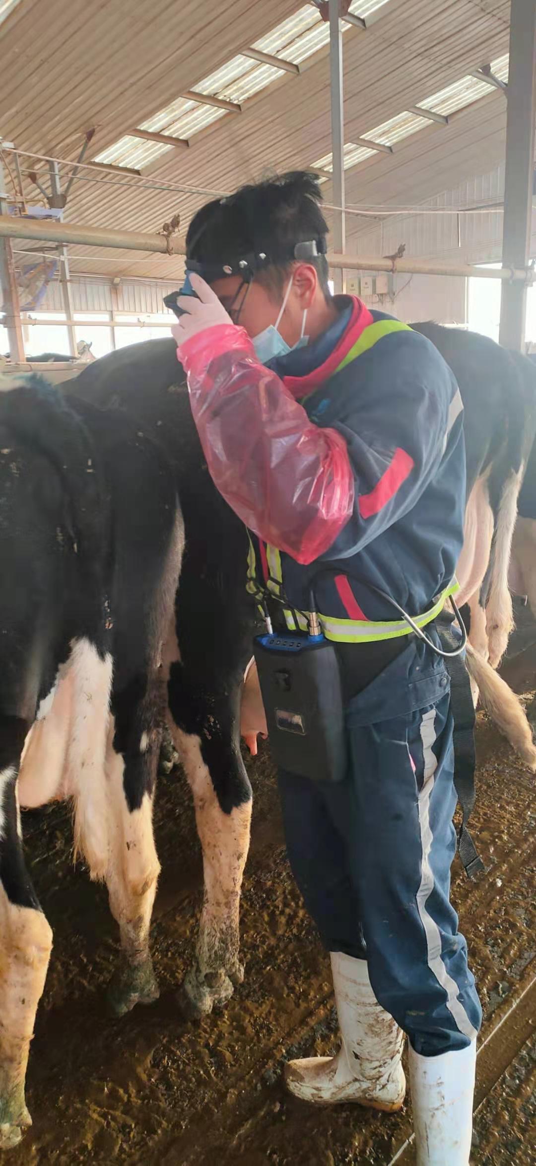 BXL-v60 veterinary ultrasound instrument detection in a cattle farm of a group in Inner Mongolia(图3)