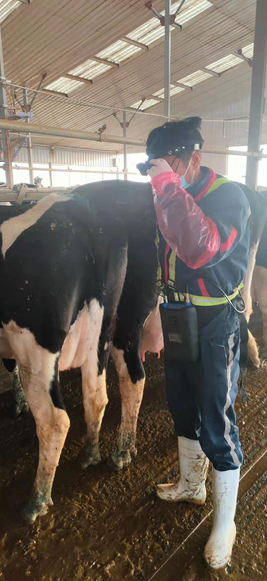 BXL-v60 veterinary ultrasound instrument detection in a cattle farm of a group in Inner Mongolia(图4)