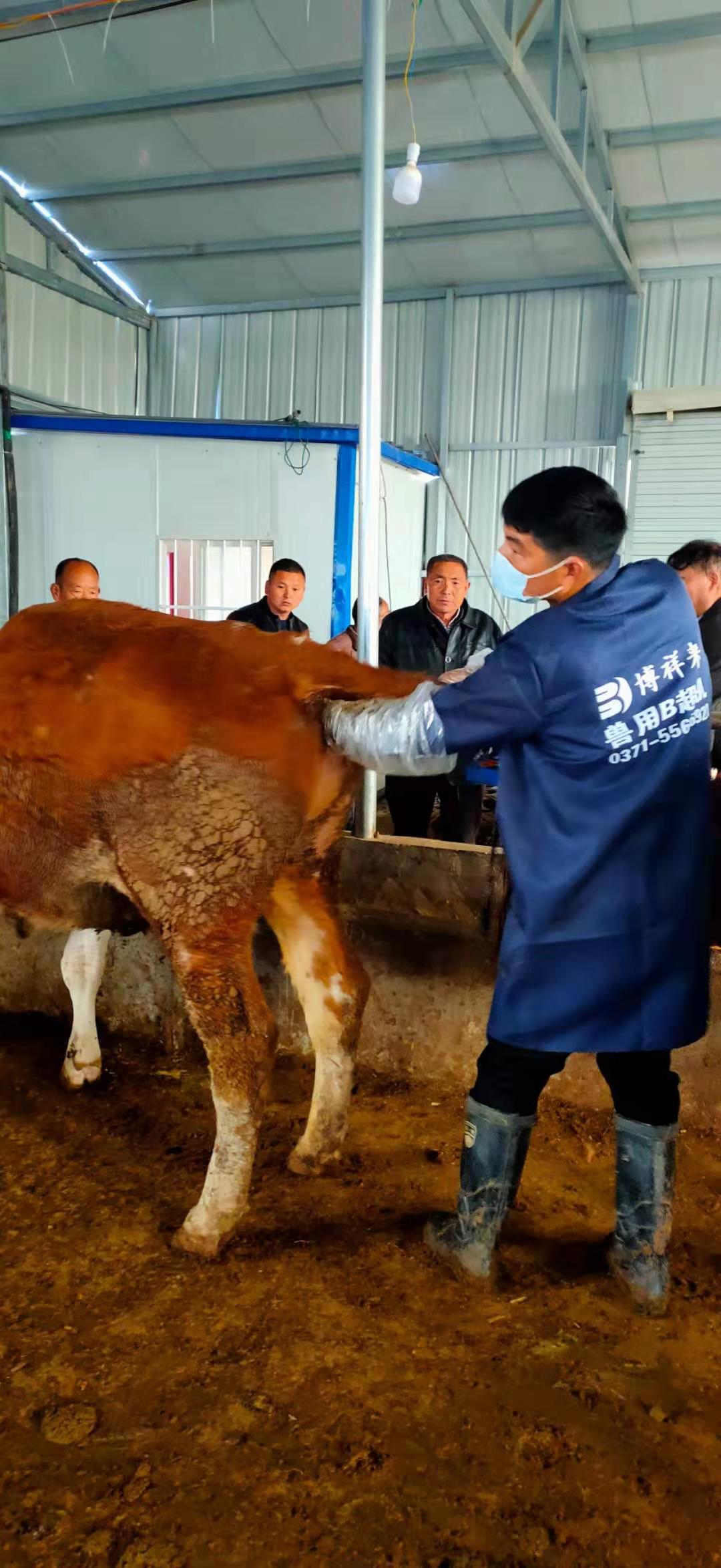 Anhui cattle farm BXL-v50 veterinary ultrasound instrument detection(图1)