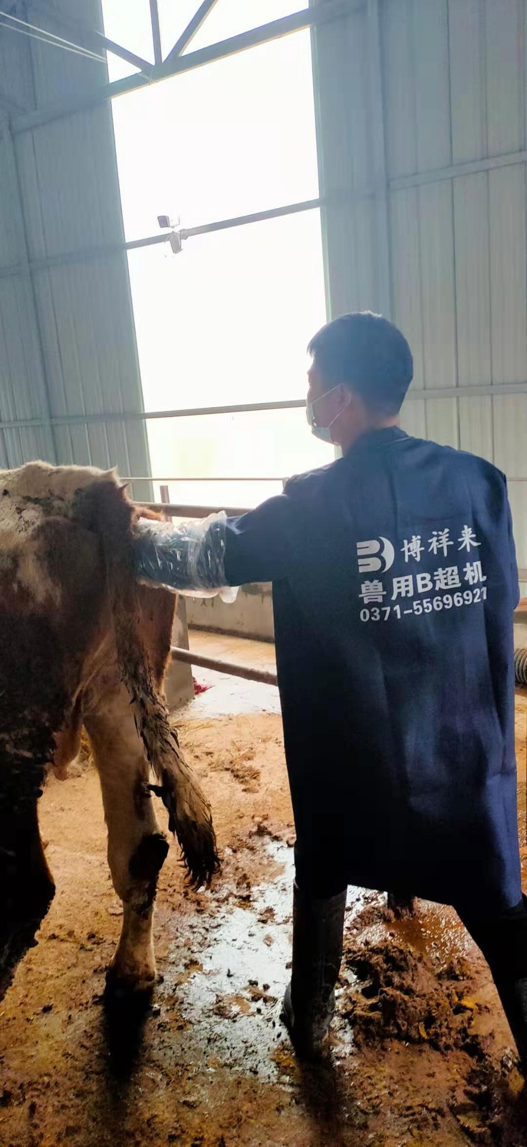 Anhui cattle farm BXL-v50 veterinary ultrasound instrument detection(图4)