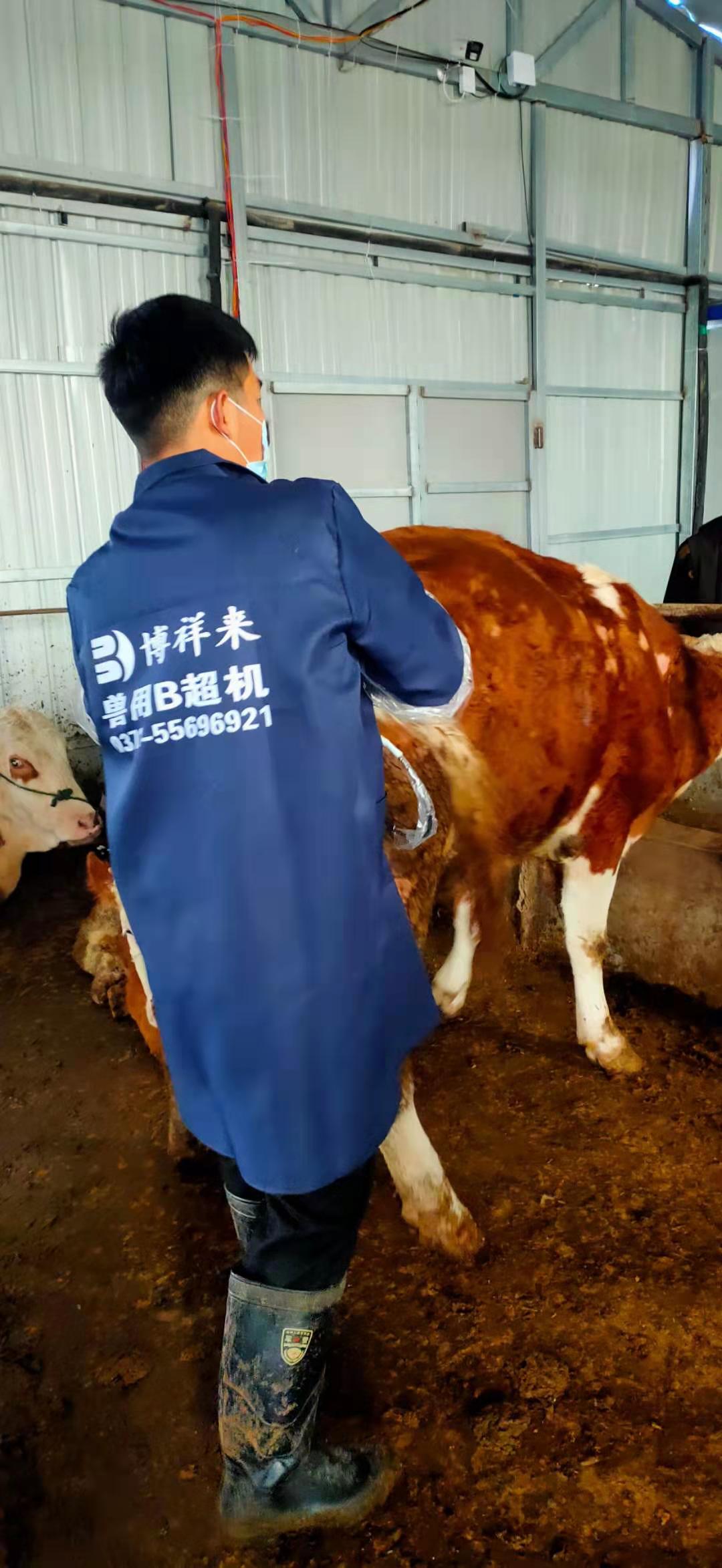 Anhui cattle farm BXL-v50 veterinary ultrasound instrument detection(图3)