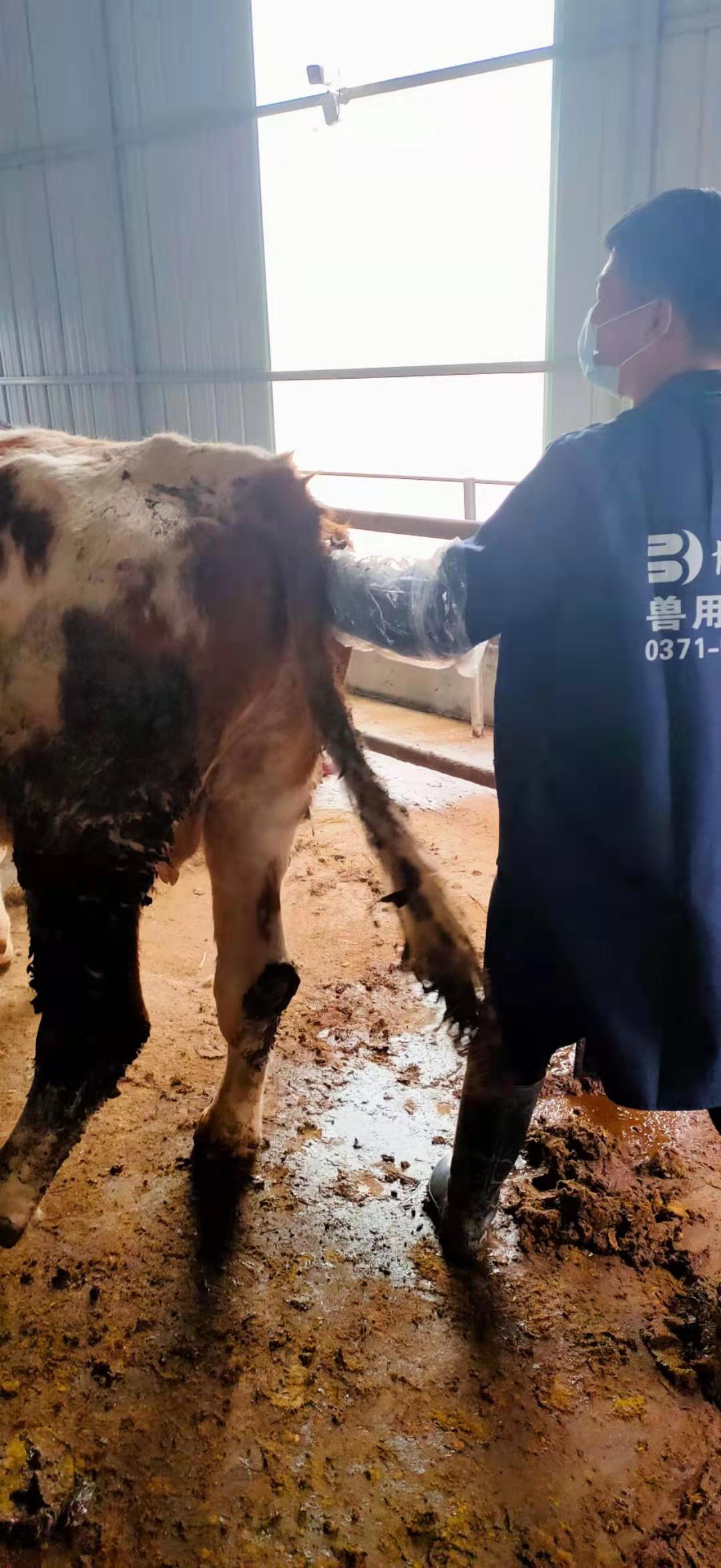 Anhui cattle farm BXL-v50 veterinary ultrasound instrument detection(图5)