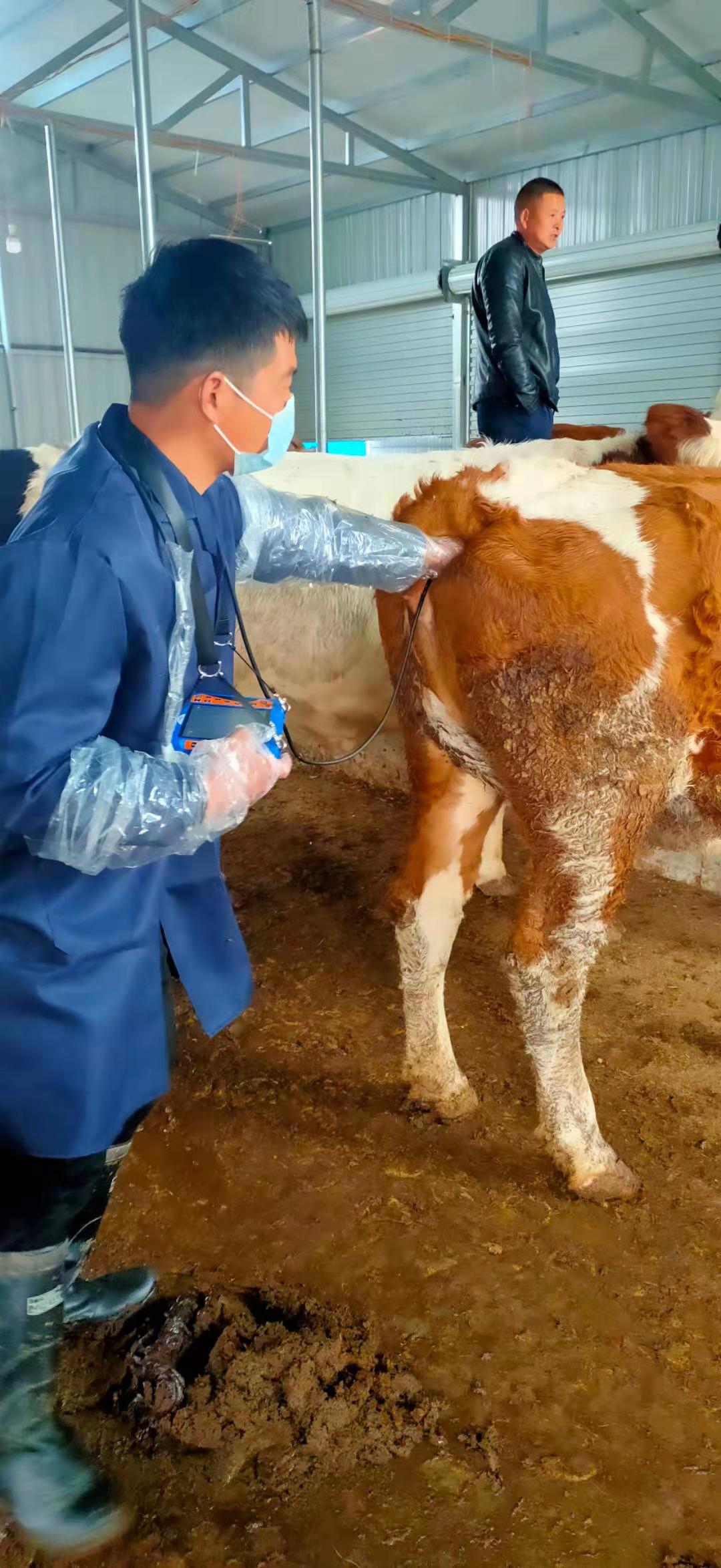 Anhui cattle farm BXL-v50 veterinary ultrasound instrument detection(图7)