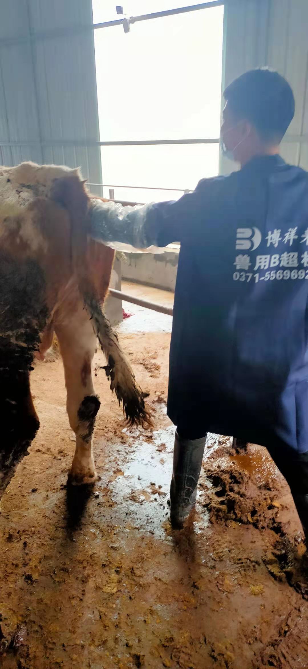 Anhui cattle farm BXL-v50 veterinary ultrasound instrument detection(图6)