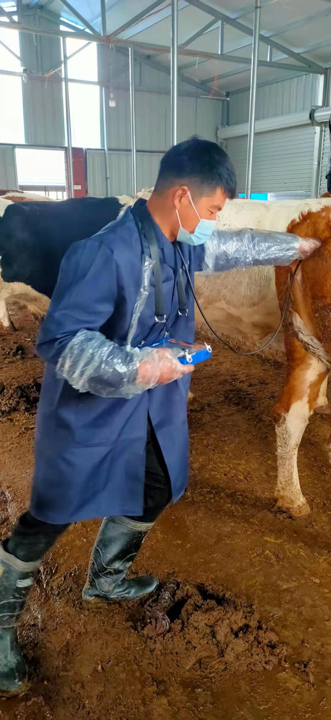 Anhui cattle farm BXL-v50 veterinary ultrasound instrument detection(图9)