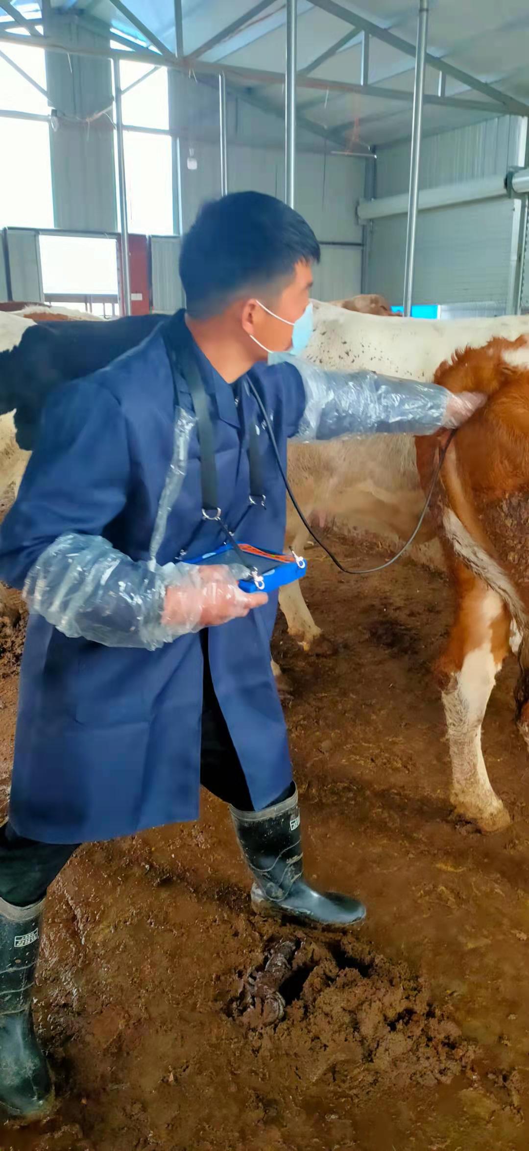 Anhui cattle farm BXL-v50 veterinary ultrasound instrument detection(图10)