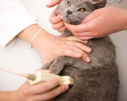 Pregnant Cat Ultrasound Cost: What to Expect and Why It’s Important(图1)