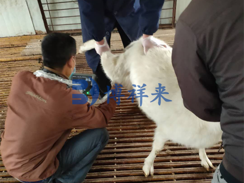 Sheep Ultrasound Machine: A Key Tool for Efficient Flock Management(图1)