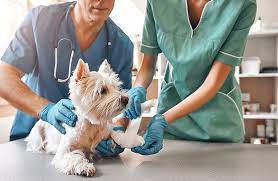 Vets with Ultrasound Near Me: How to Find the Best Local Ultrasound Services for Your Pet(图1)