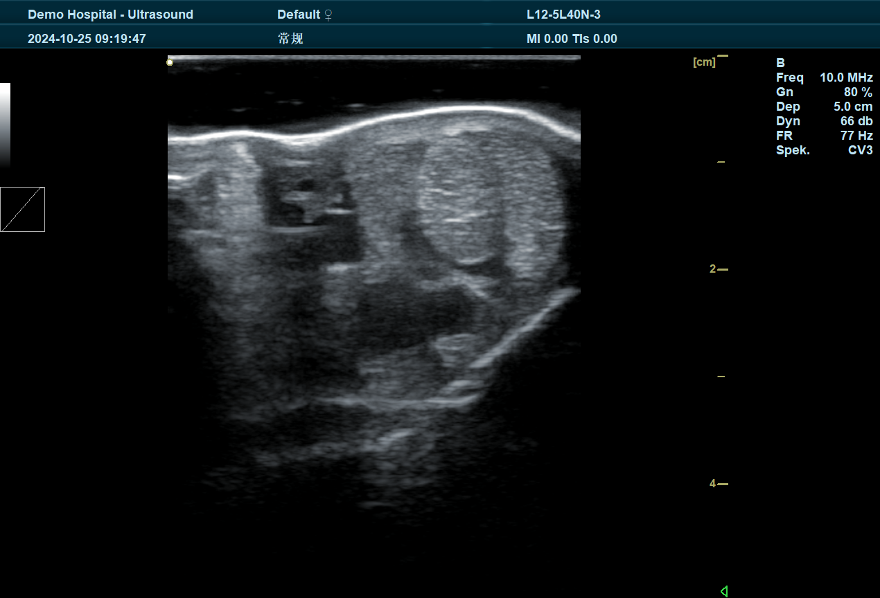 BXL Vet Ultrasound: Revolutionizing Veterinary Diagnostics(图1)