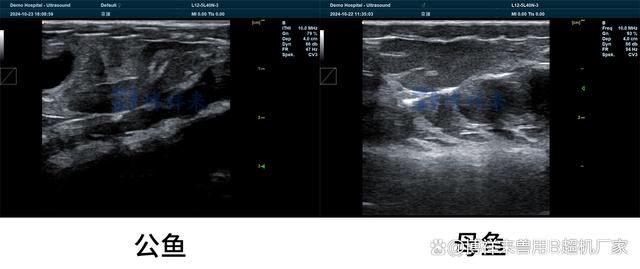 Detection of gonads of aquatic fish using ultrasound(图2)