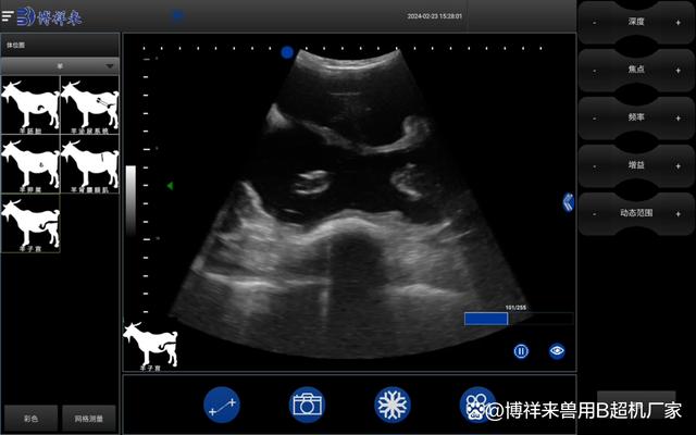 The advantages of using veterinary ultrasound to detect multiple births in ewes can improve the breeding efficiency of sheep farms(图2)