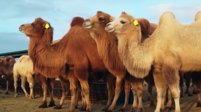 BXL Ultrasound Detection of Camels for Veterinary Use: A Revolutionary Tool for Camel Health Management(图1)