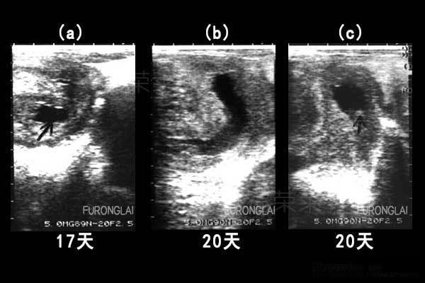 Camel Pregnancy Detection Ultrasound: A Modern Solution for Camel Herd Management(图1)