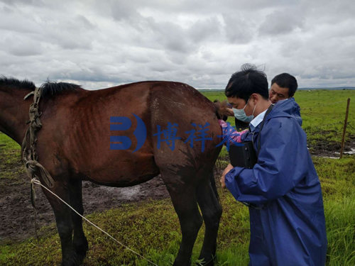 Price of Ultrasound Equipment for Horse Pregnancy Test(图1)