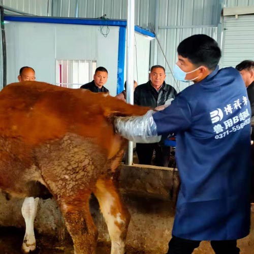 Anhui cattle farm BXL-v50 veterinary ultrasound instrument detection