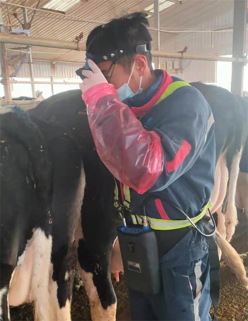 BXL-v60 veterinary ultrasound instrument detection in a cattle farm of a group in Inner Mongolia(图2)