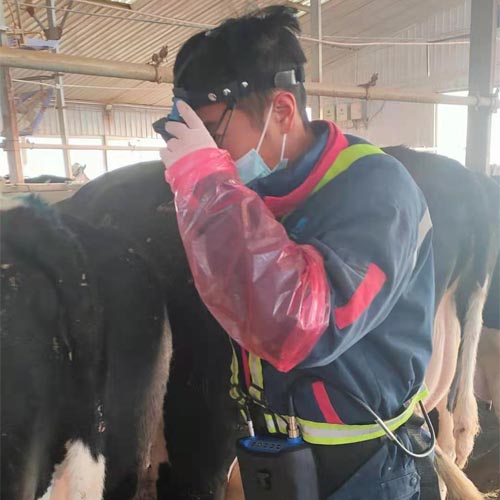 BXL-v60 veterinary ultrasound instrument detection in a cattle farm of a group in Inner Mongolia