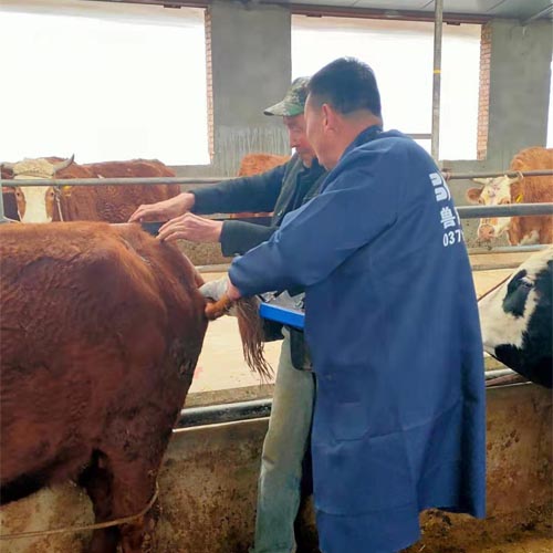 Gansu Beef Farm Adopts BXL-V50 Veterinary Ultrasound for Precision Livestock Management