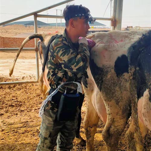 Ningxia cattle farm BXL-v60 veterinary ultrasound instrument detection