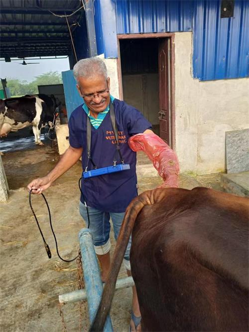 Indian Client and the BXL-V50 Veterinary Ultrasound for Cattle(图1)