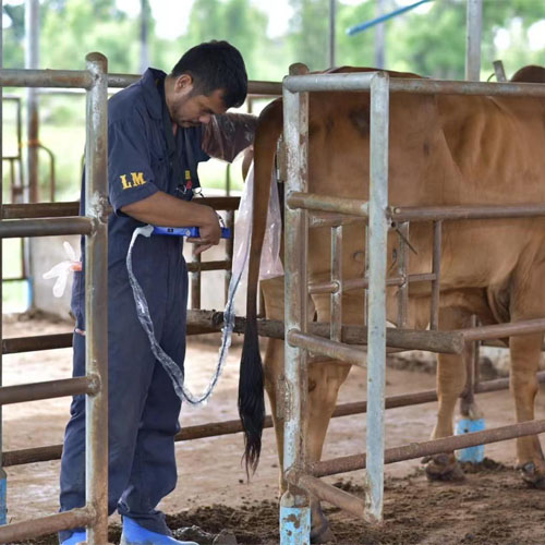 Thai Cattle Farm Boosts Operations with 4 Units of BXL-V50 Veterinary Ultrasound
