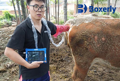 BXL Cheap Vet Ultrasound Machine | Low-Cost Choice for Animal Husbandry(图5)