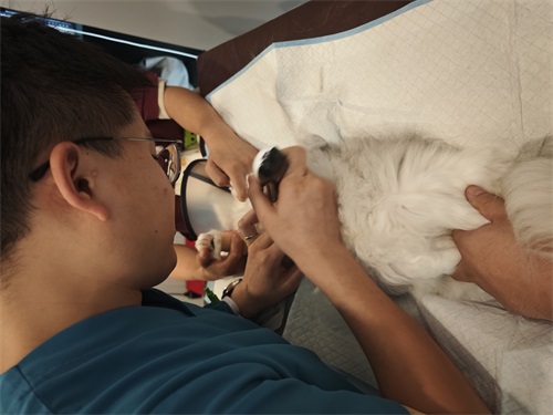 Can Large Animal Ultrasound Detect Small Animals?(图3)