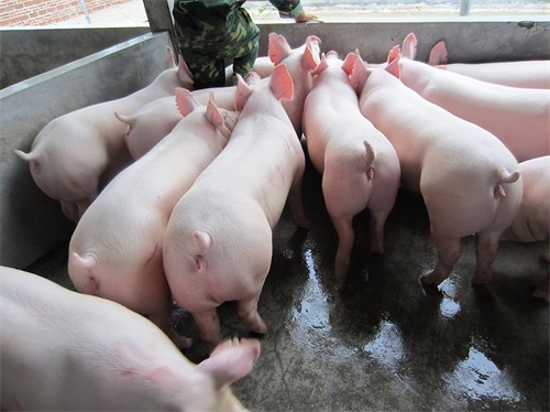 What does the ultrasonic instrument measure for pigs?(图1)