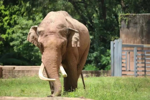 Comprehensive Health Screening Solutions for Zoo Mammals(图1)