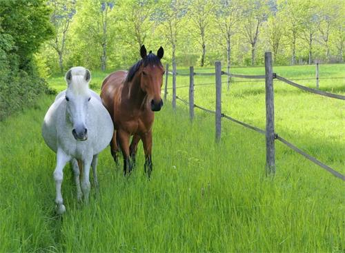 Horse Reproductive Tract Abnormalities: A Real-Time Ultrasound Approach to Uterine Fluid Detection(图2)
