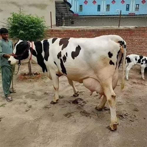 What Do Farmers Need to Know About Bovine Ultrasound?(图3)