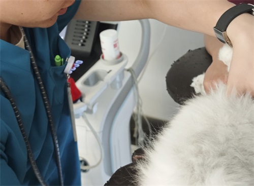 How Ultrasound Technology Is Transforming the Role of the Modern Vet(图1)