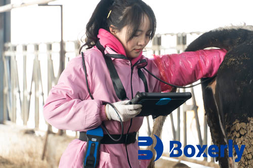 Evaluating ovarian follicular dynamics in cattle during heat stress using portable ultrasound scanners(图2)