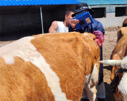 Using Bovine Ultrasound to Improve Breeding Timing and Success Rates(图3)