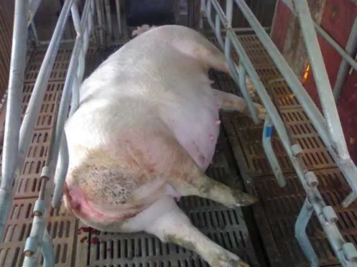 Diagnostic Value of Transabdominal Ultrasound in Monitoring Reproductive Disorders in Swine(图2)