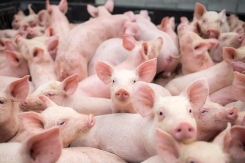 Ultrasound Devices for Swine: Specific Functions and Practical Applications in the Global Market(图1)