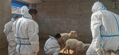 Why Farmers Choose This Sheep Ultrasound Machine for Sale: A Smart Investment in Flock Health(图3)