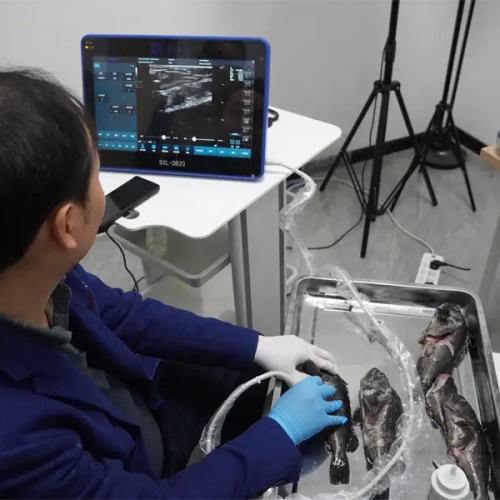 Ultrasound Application in Gonadal Detection of Sebastes schlegelii(图2)